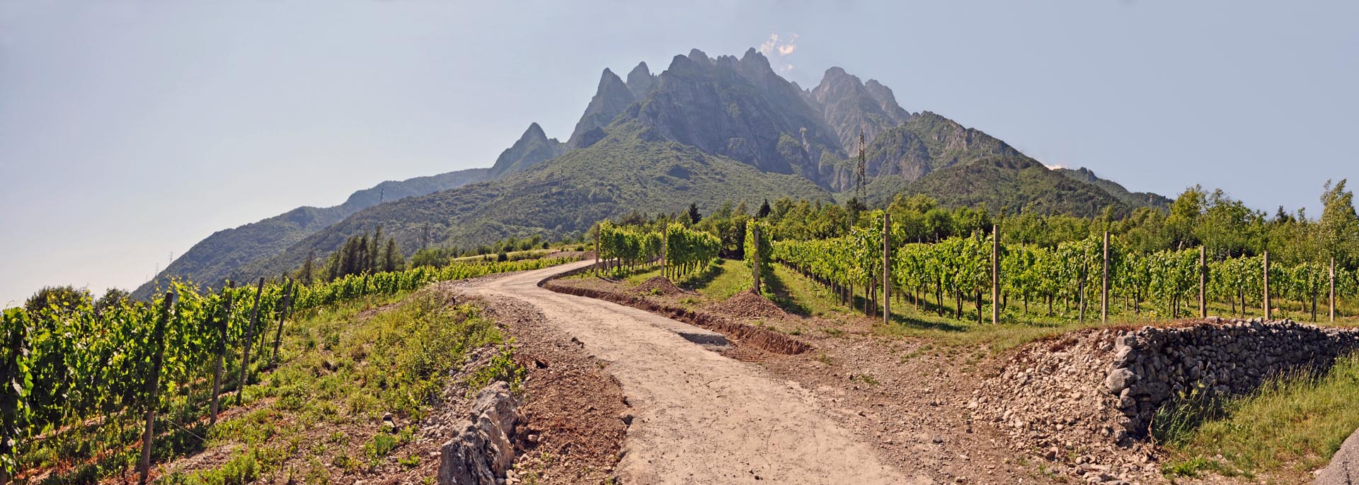 Losine Cantina Monchieri, Vigneto 11 (ph. Cantina Monchieri)