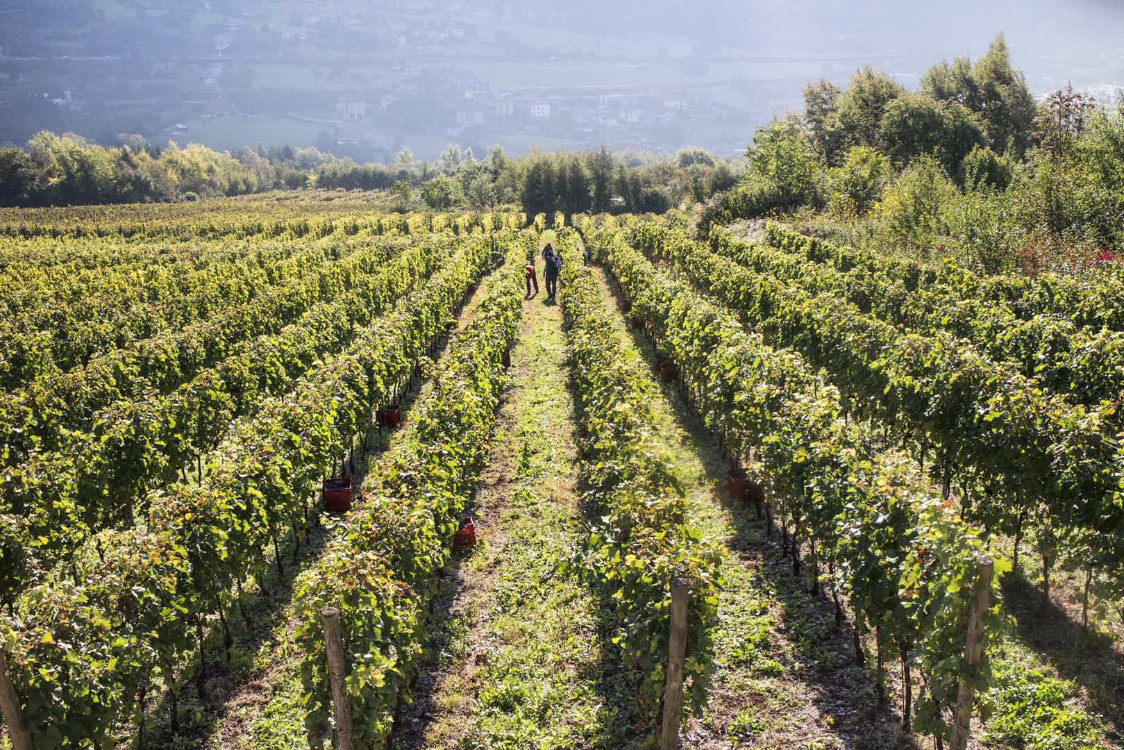 Losine Cantina Monchieri, Vigneto 16 (ph. Cantina Monchieri)
